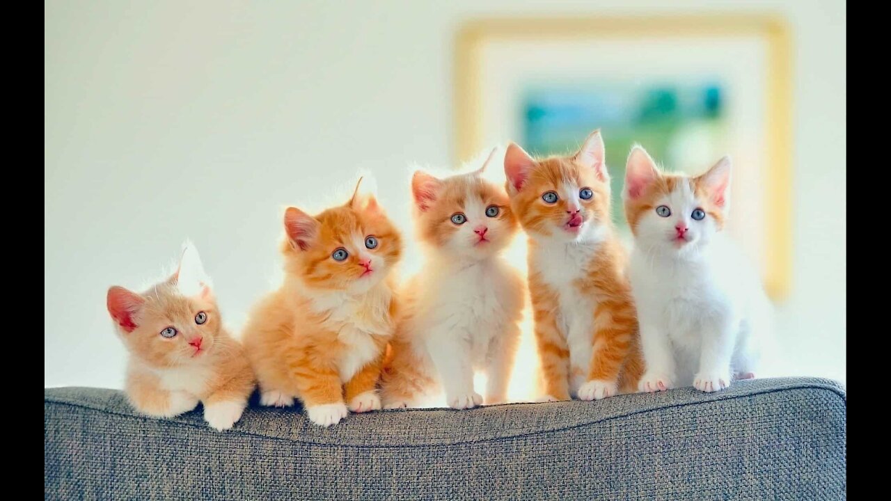 A group of kittens in the cradle