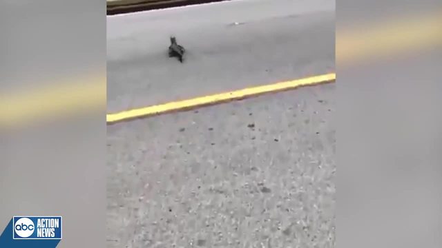 Baby gator crosses street with help of Polk Co. deputy