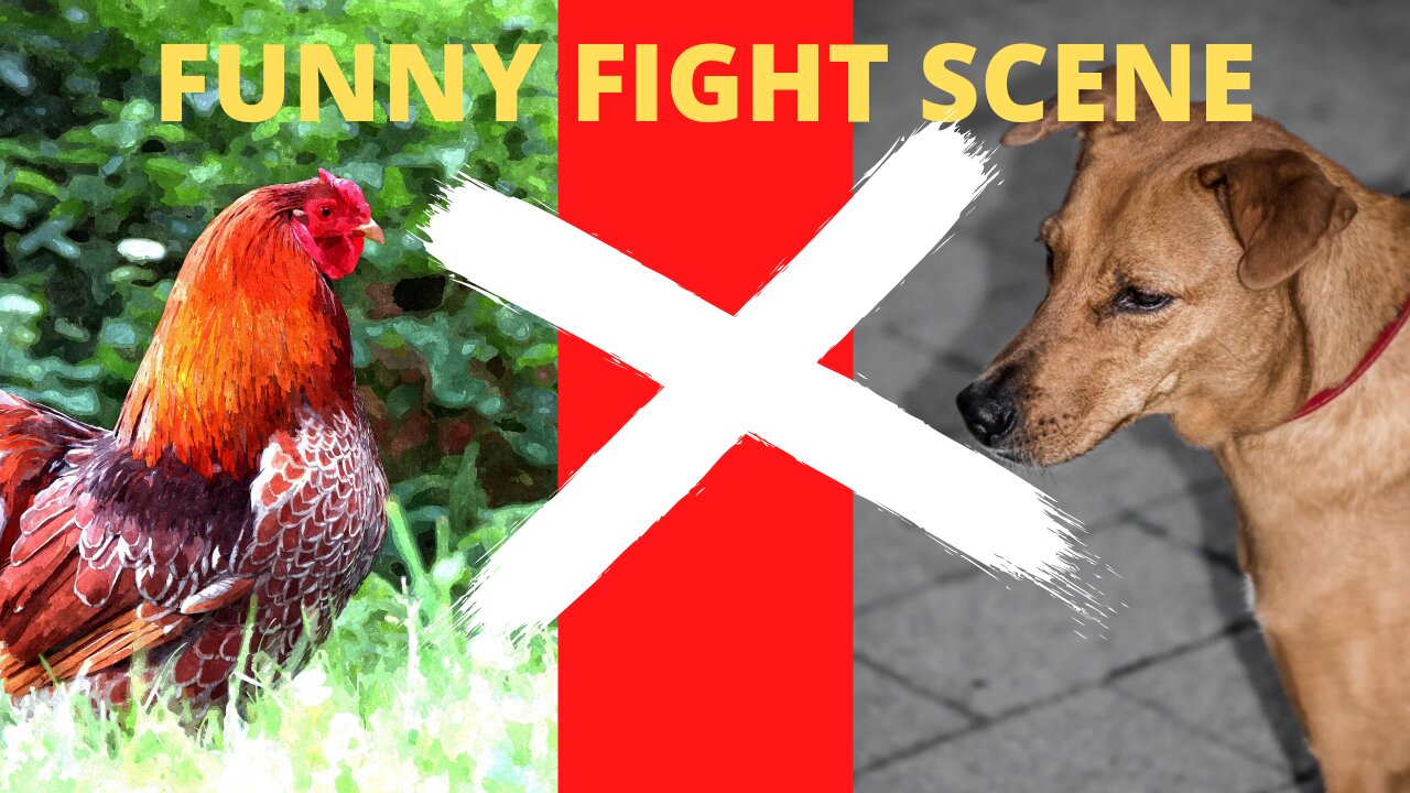 WATCH HEN VS DOG FUNNY FIGHT SCENE 😂