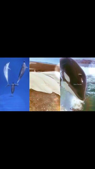 Dive into the amazing world of whales with this epic compilation