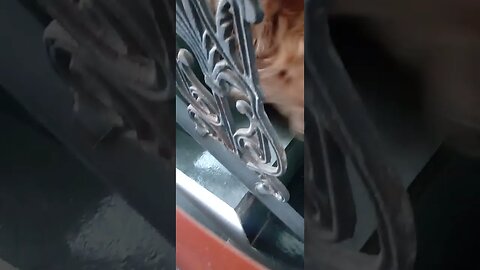 #dogshow , #animals , #dogs , #shorts