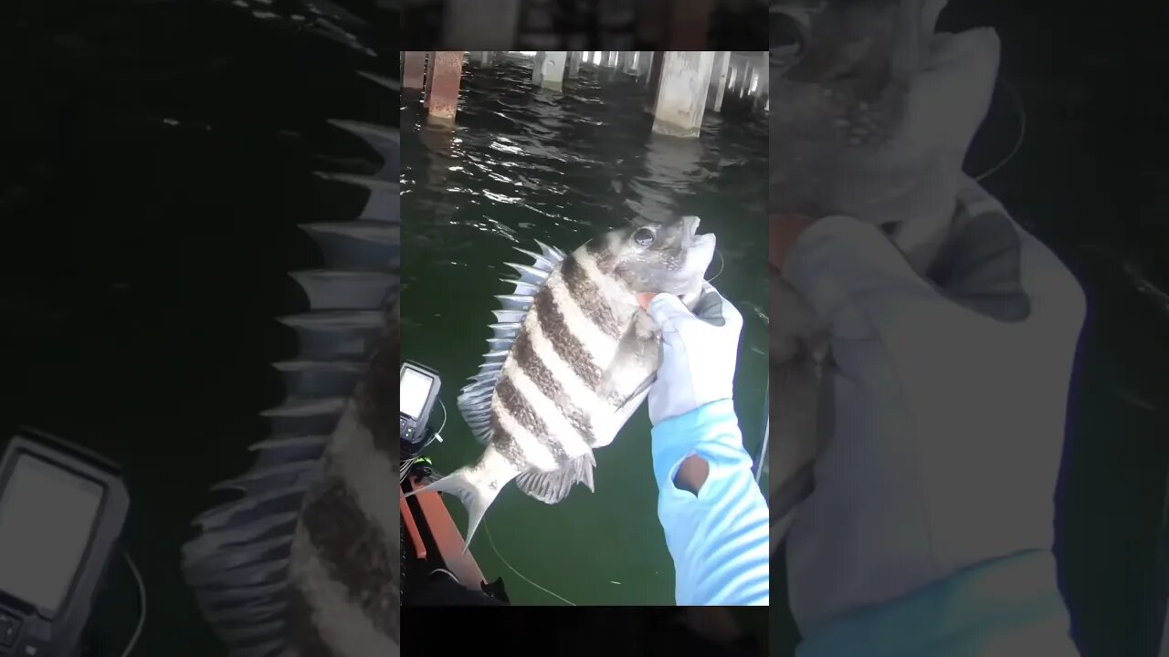 Sheepshead at St. Pete Pier #shorts #shortvideo #sheepshead