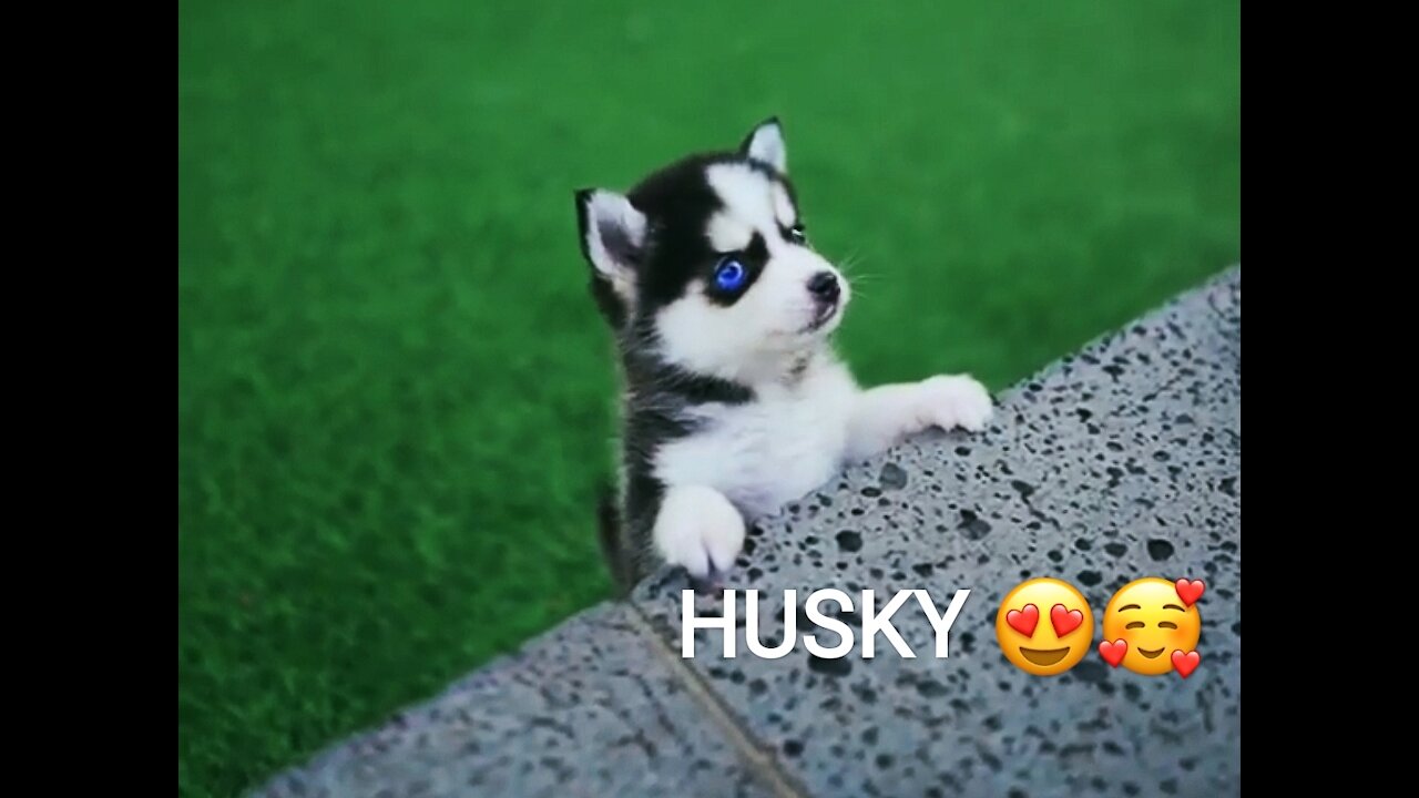 Micro Husky Puppy 😍