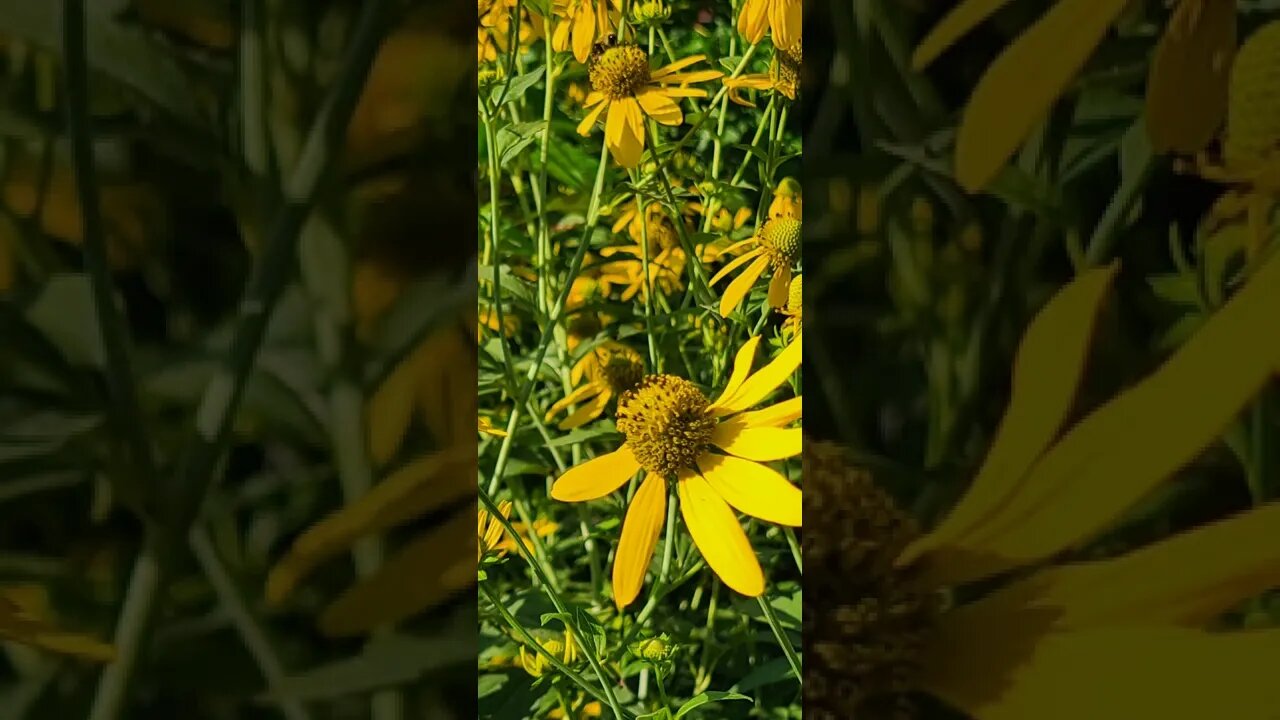Bloom. Lofi/hiphop type beat.