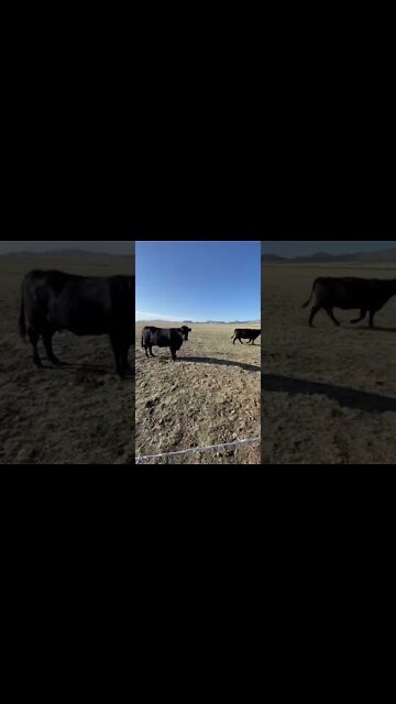 Are Cows Bad for the Environment?