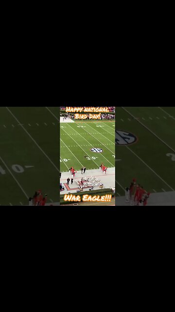 Celebrating National Bird Day Auburn Style with a War Eagle Flight | #auburn #wareagle #shorts