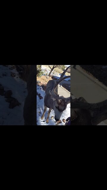 Deer Gracefully Accepts Sugar Cookies!