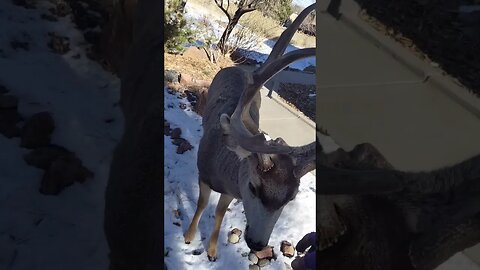 Deer Gracefully Accepts Sugar Cookies!