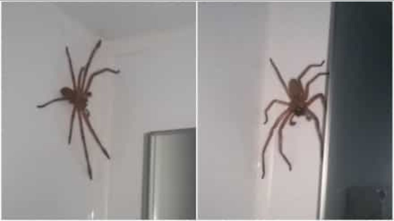 Un couple essaie de capturer une araignée géante dans sa chambre!