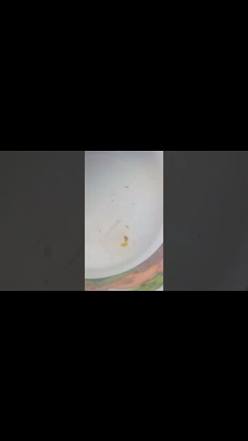 Cracking a Fairy Egg...