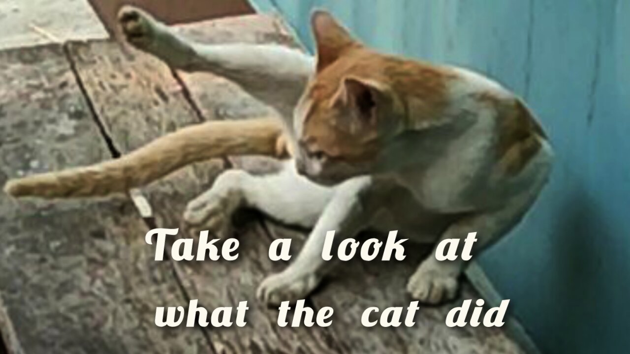 Sit on the High Bench and See What Happened to the Cat 🐱 Cute Funny Naughty Cat 🐈