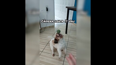 Cachorro em camera lenta!!