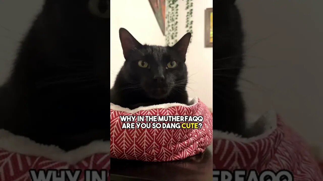 It’s true😁 #cat #blackcat #leonthecatdad #relationship #relateable #positivity