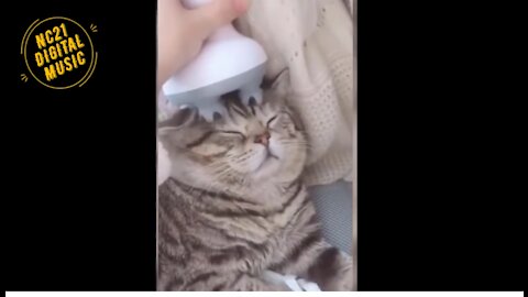 Funny Videos of Dogs, Cats, Other Animals, Cat in the SPA
