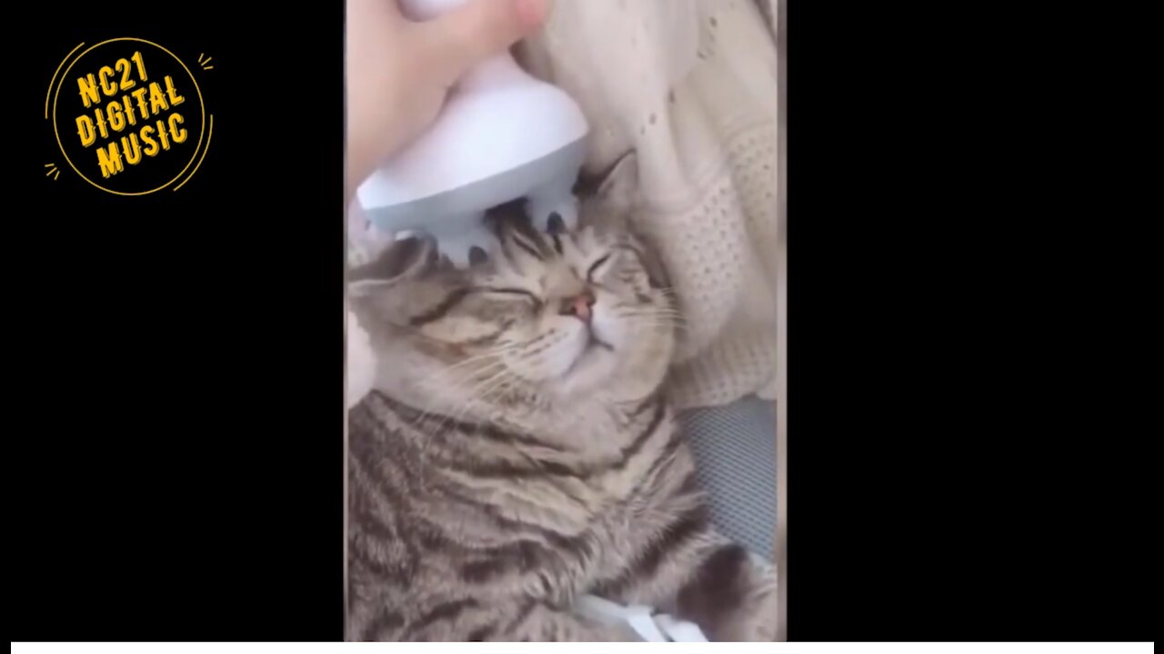 Funny Videos of Dogs, Cats, Other Animals, Cat in the SPA