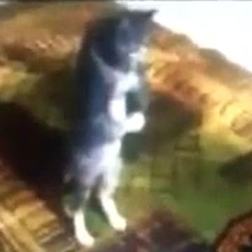 This Adorable Cat Is Praying!