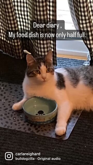 Cat thinks he's starving