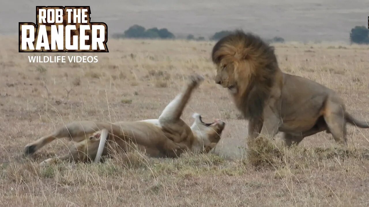 Lioness Gets Upset With A Pride Male | Maasai Mara Safari | Zebra Plains