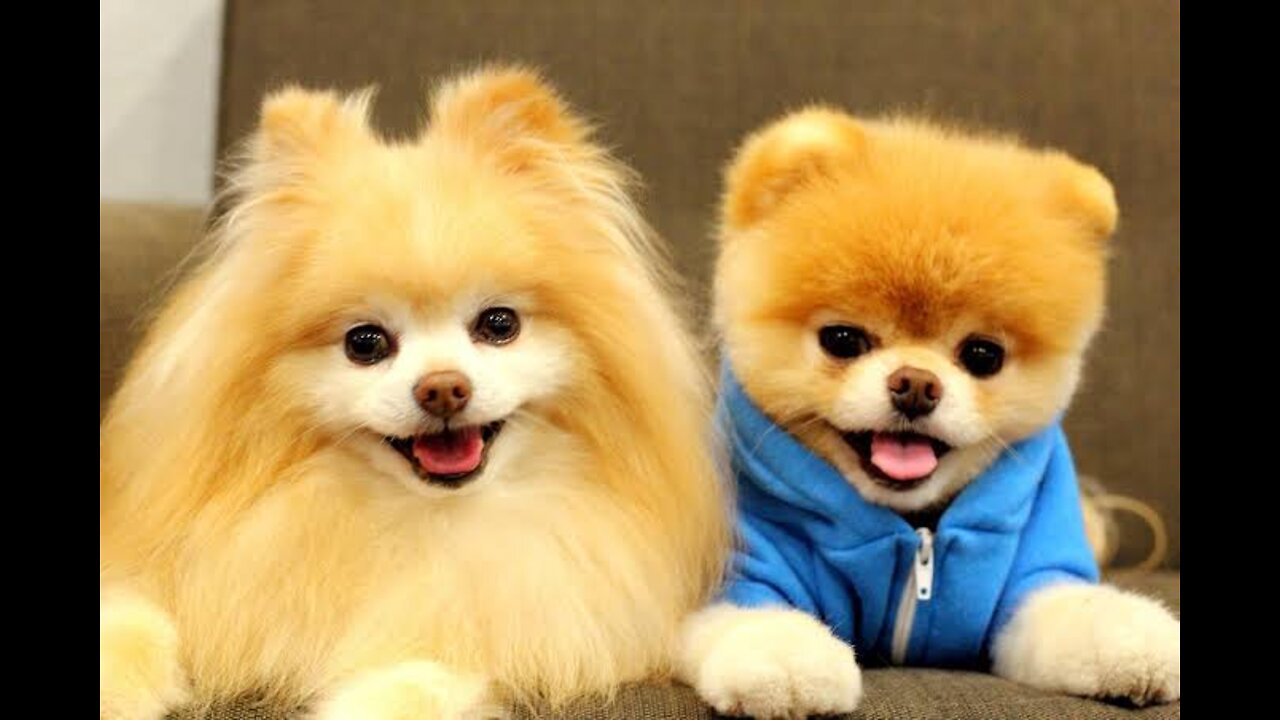 World's most cute dogs ever 😍