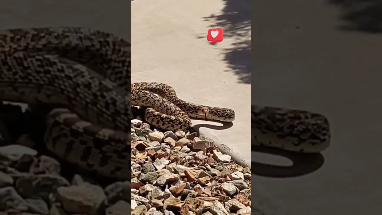 Walked up on a gopher snake 🐍 and just about stepped on it.