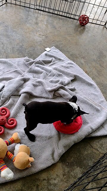 Brandy likes the ring