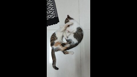 cute cat bay playing