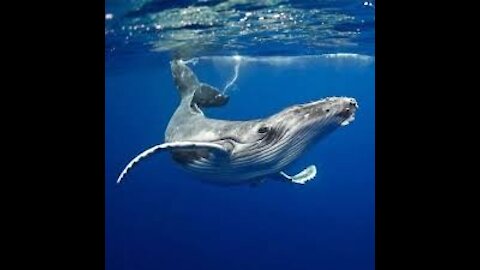 The blue whale is a quiet voice that takes you to another world