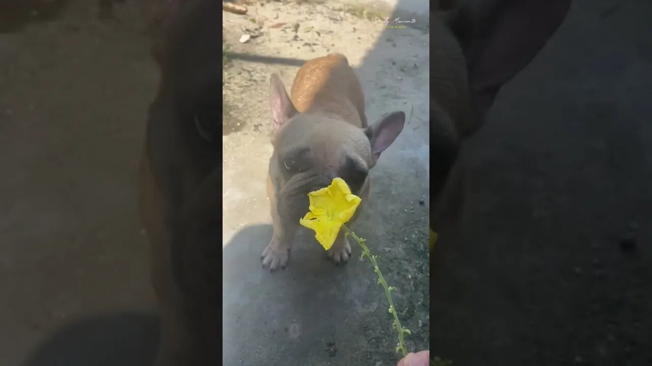 Paralyzed dog can now run to catch butterflies and improve his self-esteem