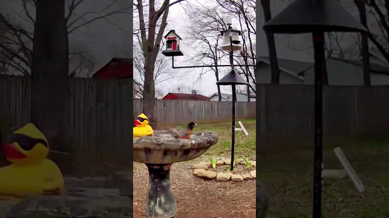 Squeaky Clean: Hilarious 28-Second Splashdown of a Bird's Bathtime Adventure!