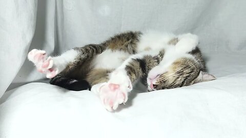 Purring Cat Stretches His Little Toes