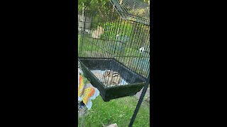 Hungry Chipmunk gets into bird cage to steal food