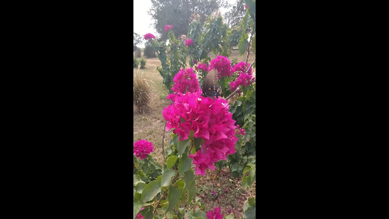 Early December Garden Tour