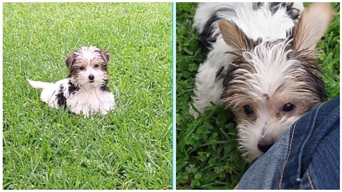 Yorkie puppy "attacks" 😂