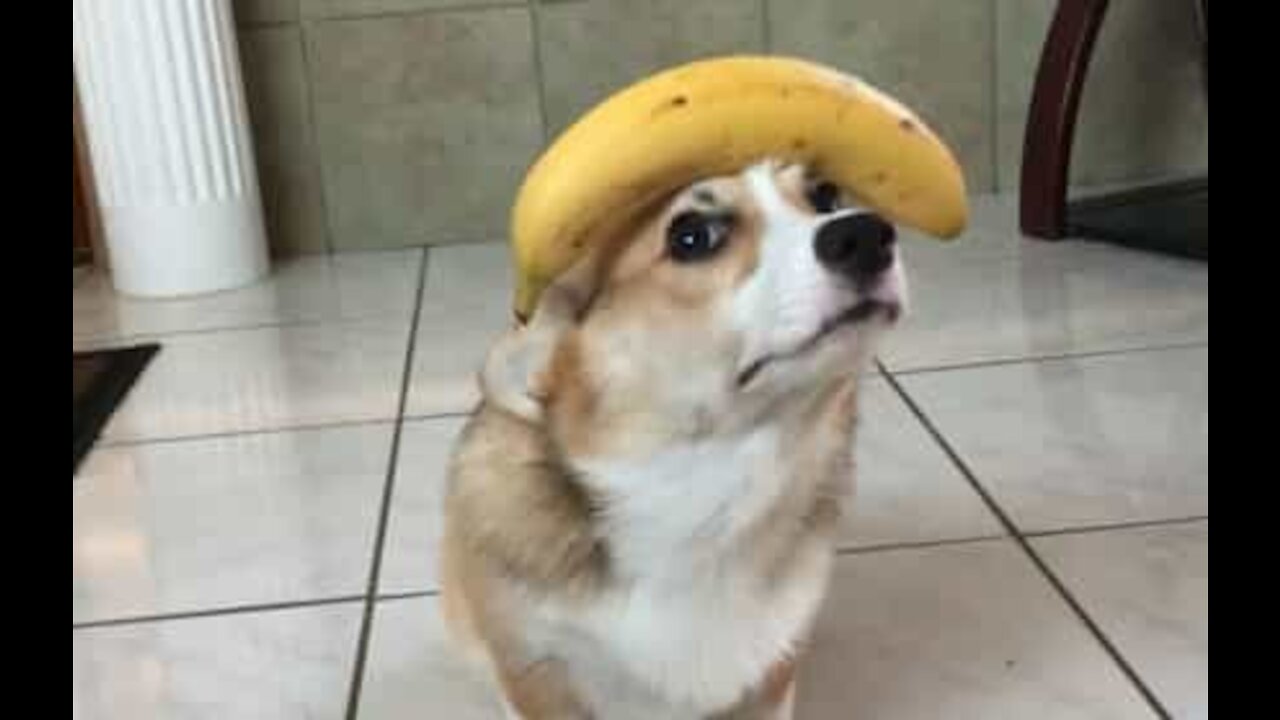 Ce corgi fait tenir une banane sur sa tête