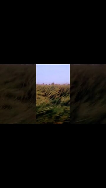 rider 👍👇 #youtubeshorts #shorts #youtube #shortvideo #shortyoutube