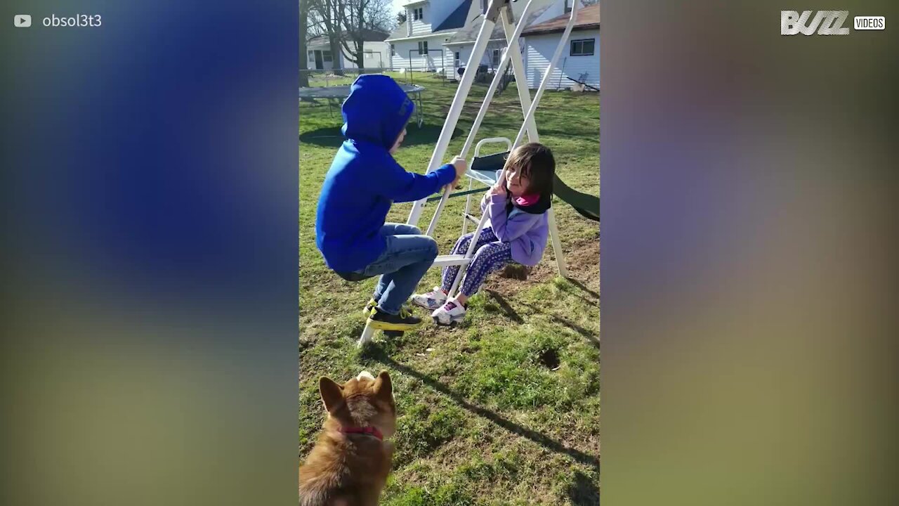 Anche gli husky vogliono giocare con l'altalena!