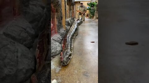 Such a giant Python Snake 🐍 | #Shorts #Animals #Snake