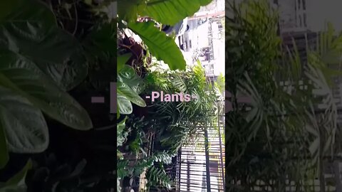 Plants at Home
