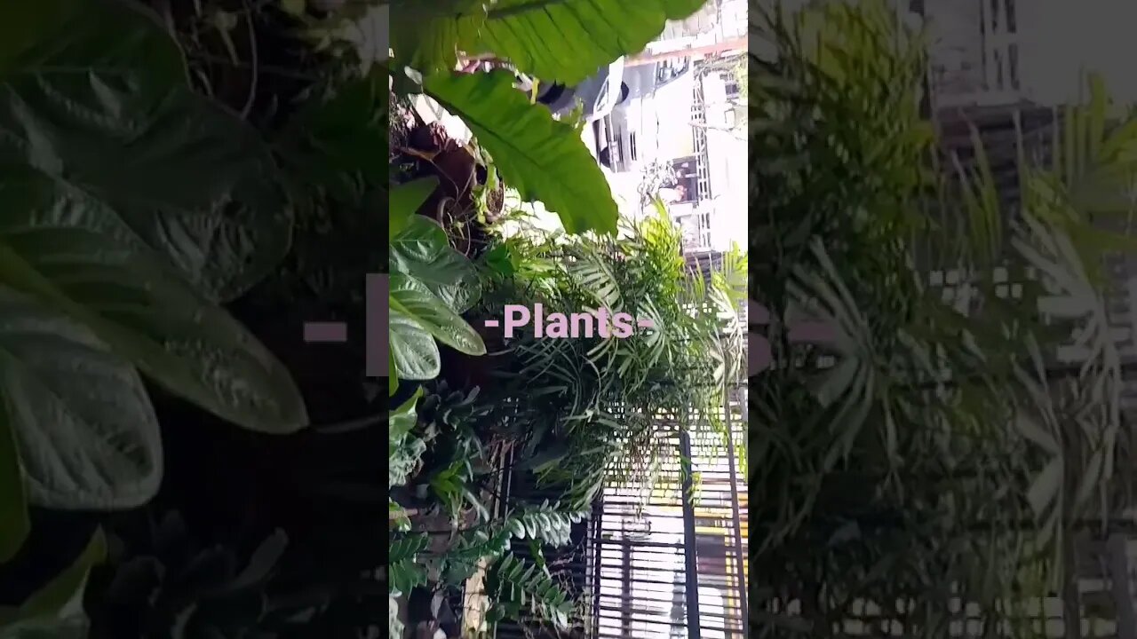 Plants at Home