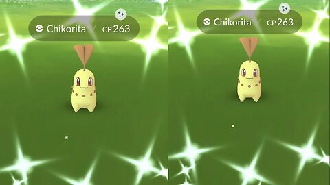 My Reaction to Shiny Chikorita