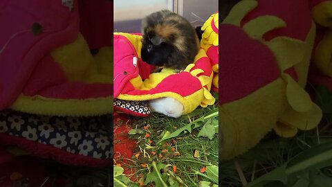 Guinea pig being used as a pillow