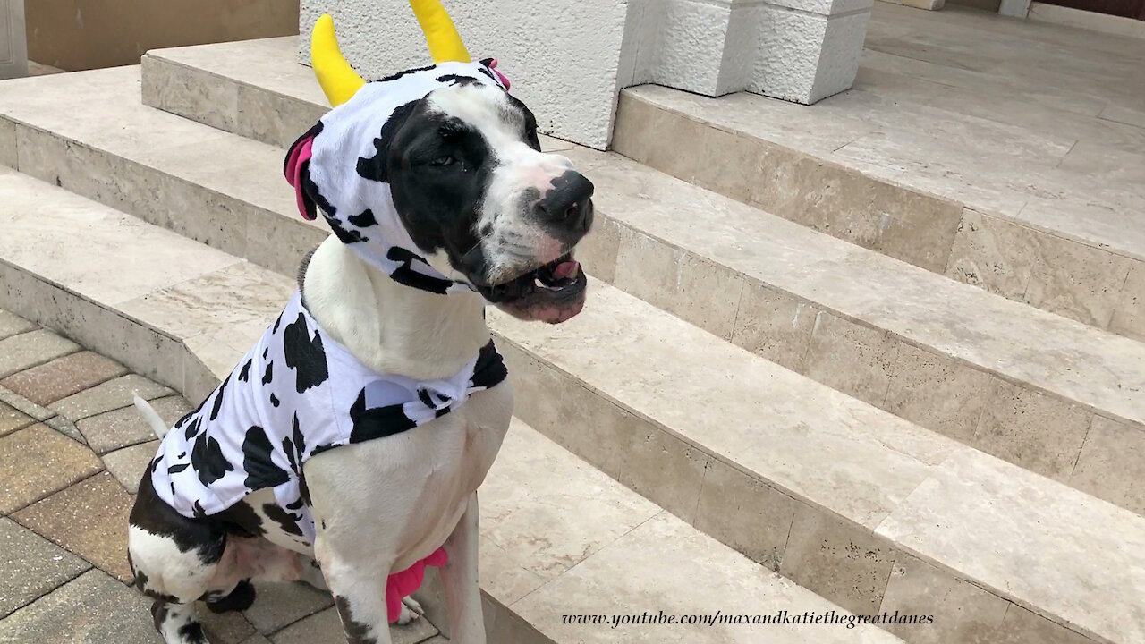 Great Dane's funny first attempt at wearing a Halloween costume