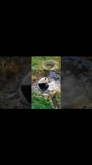 Cute Panda 🐼 Enjoying In Water! #Shorts #ytshorts #UbertainmentFun #Dogs #Animals #Fun #Panda
