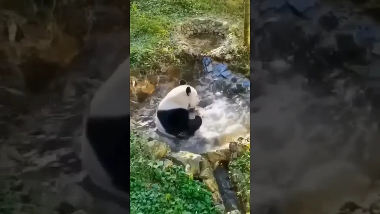 Cute Panda 🐼 Enjoying In Water! #Shorts #ytshorts #UbertainmentFun #Dogs #Animals #Fun #Panda