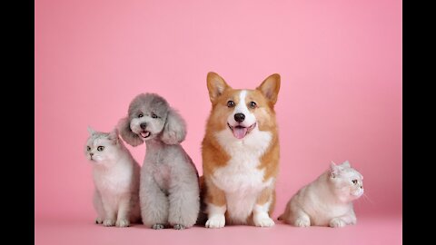 Baby Dogs Video - Cute Pets And Funny Animals.dog and doll sound equal.