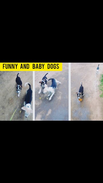 funny dogs videos |funny videos 2021| cute animals 79 |susantha 11 |#shorts