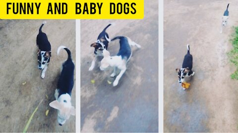 funny dogs videos |funny videos 2021| cute animals 79 |susantha 11 |#shorts