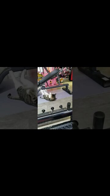 Funny Cats and Kittens Meowing Compilation&Baby Cats -Cute and Funny Cat Videos #short (2)