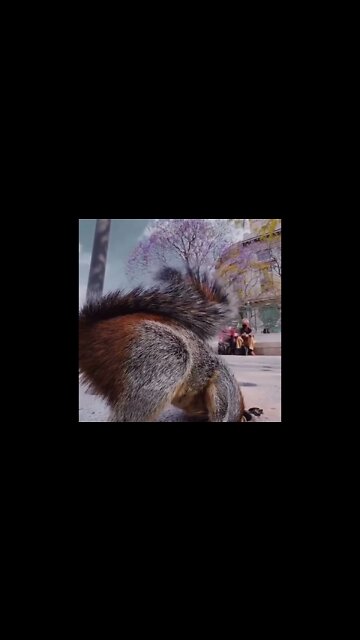 Cute Squirrel 🐿️💕#ubertainmentFun #Shorts #ytshorts #youtubeshorts #Dogs #Animals #viral #viral2022