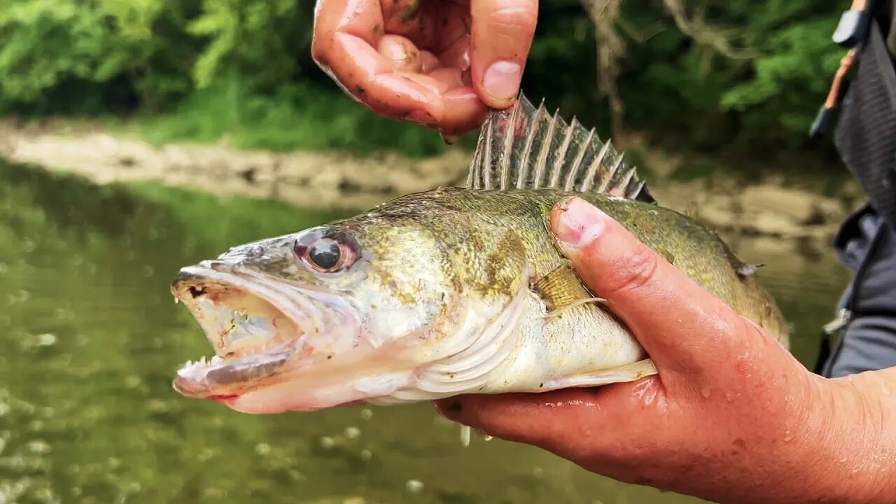 Roadside creek mission with Cincy Fish Dudes!